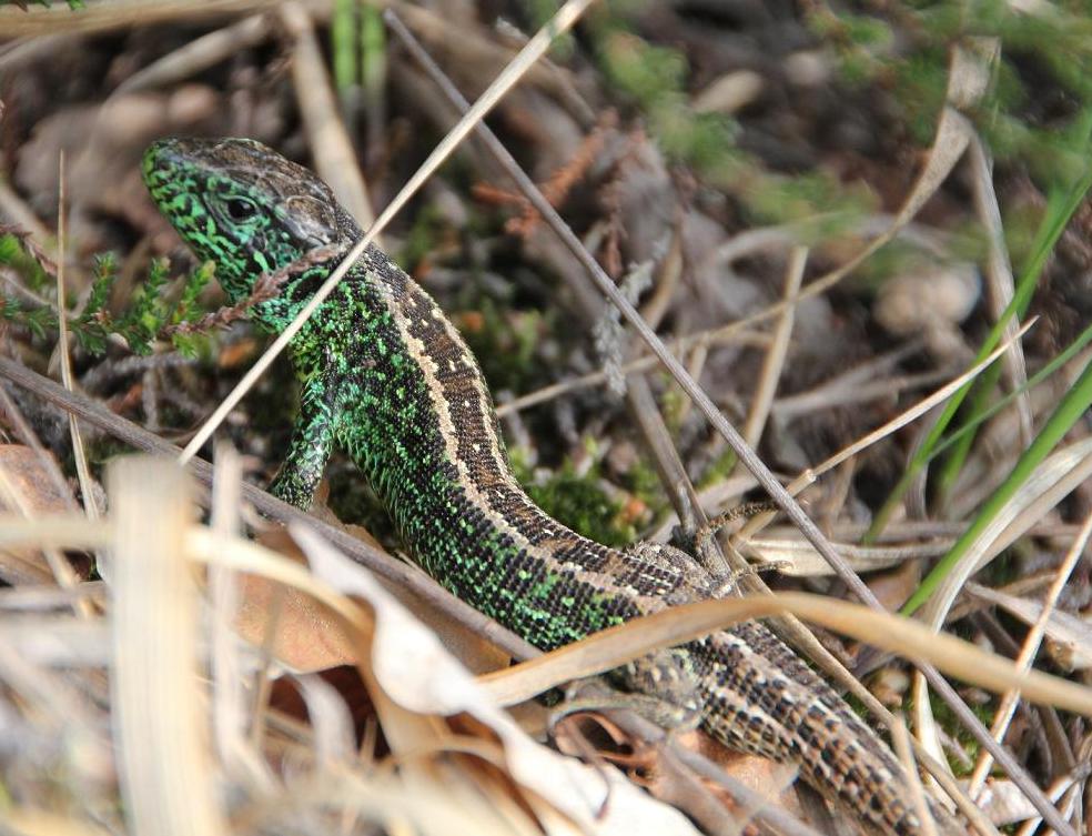 Belle Lacerta Agili verde.